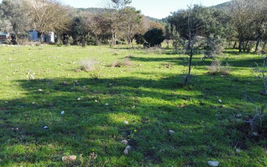 Bodrum Göltürkbükü Mah. Göl Kenarında Satılık Zeytinli Tarla
