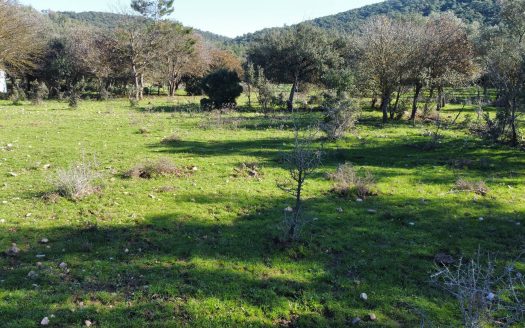 Bodrum Göltürkbükü Mah. Göl Kenarında Satılık Zeytinli Tarla