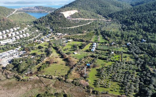 Bodrum Göltürkbükü Mah. Göl Kenarında Satılık Zeytinli Tarla