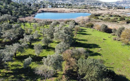Bodrum Göltürkbükü Mah. Göl Kenarında Satılık Zeytinli Tarla