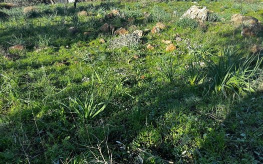 Bodrum Gündoğan Bölgesinde Satılık Doğa Manzaralı Zeytinli Tarla