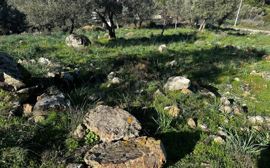 Bodrum Gündoğan Bölgesinde Satılık Doğa Manzaralı Zeytinli Tarla