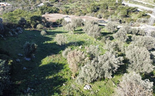 Bodrum Gündoğan Bölgesinde Satılık Doğa Manzaralı Zeytinli Tarla