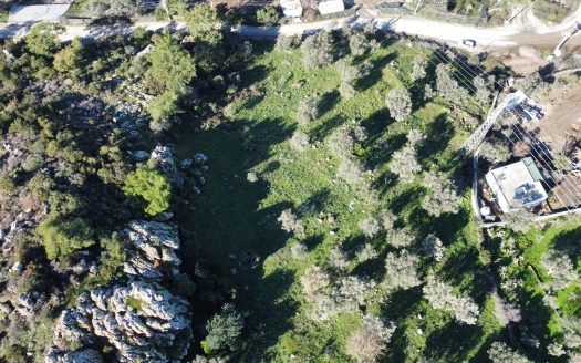 Bodrum Gündoğan Bölgesinde Satılık Doğa Manzaralı Zeytinli Tarla
