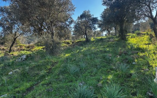 Bodrum Gündoğan Bölgesinde Satılık Doğa Manzaralı Zeytinli Tarla